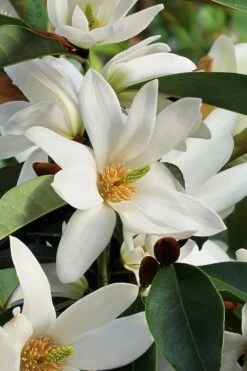 Fairy White Magnolia - 3 Gallon Pot 12 Fairy White Magnolia - 3 Gallon Pot -Wilson Bros Gardens michelia doltsopa fairy white magnolia 7