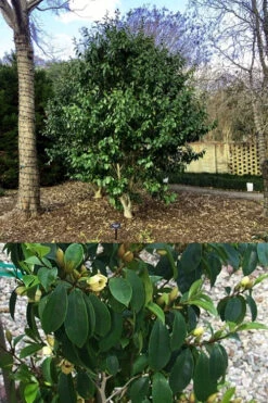 Skinner's Banana Shrub Magnolia - 3 Gallon Pot 10 Skinner's Banana Shrub Magnolia - 3 Gallon Pot -Wilson Bros Gardens michelia figo skinneriana banana shrub magnolia 1