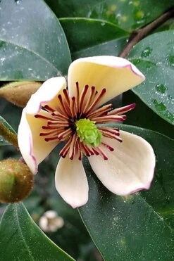 Skinner's Banana Shrub Magnolia - 3 Gallon Pot