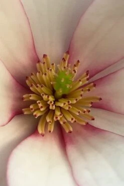 Fairy Blush Magnolia - 3 Gallon Pot 11 Fairy Blush Magnolia - 3 Gallon Pot -Wilson Bros Gardens michelia yunnanensis hybrid fairy blush magnolia 2