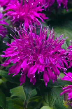 Balmy Purple Bee Balm (Monarda) - 1 Gallon Pot 8 Balmy Purple Bee Balm (Monarda) - 1 Gallon Pot -Wilson Bros Gardens monarda balmy purple bee balm 13