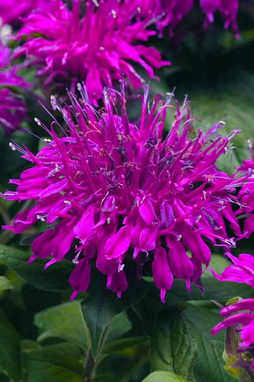 Balmy Purple Bee Balm (Monarda) - 1 Gallon Pot 4 Balmy Purple Bee Balm (Monarda) - 1 Gallon Pot - Image 4