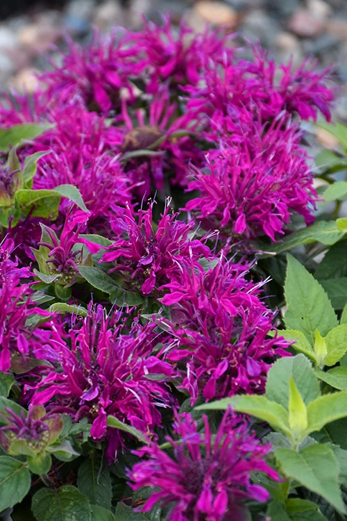 Balmy Purple Bee Balm (Monarda) - 1 Gallon Pot 1 Balmy Purple Bee Balm (Monarda) - 1 Gallon Pot