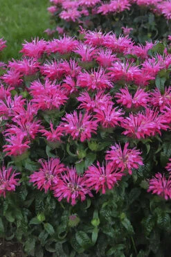 Electric Neon Pink Bee Balm (Monarda) - 1 Gallon Pot -Wilson Bros Gardens monarda electric neon pink bee balm 1