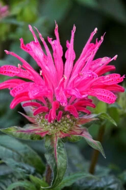 Electric Neon Pink Bee Balm (Monarda) - 1 Gallon Pot -Wilson Bros Gardens monarda electric neon pink bee balm 6