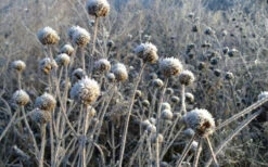 Wild Bergamot Bee Balm (Monarda Fistulosa) - 1 Gallon Pot 14 Wild Bergamot Bee Balm (Monarda Fistulosa) - 1 Gallon Pot -Wilson Bros Gardens monarda fistulosa wild bergamont bee balm 15