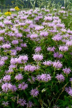 Wild Bergamot Bee Balm (Monarda Fistulosa) - 1 Gallon Pot 11 Wild Bergamot Bee Balm (Monarda Fistulosa) - 1 Gallon Pot -Wilson Bros Gardens monarda fistulosa wild bergamont bee balm 16