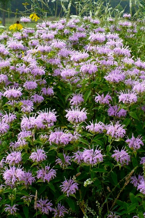 Wild Bergamot Bee Balm (Monarda Fistulosa) - 1 Gallon Pot 4 Wild Bergamot Bee Balm (Monarda Fistulosa) - 1 Gallon Pot - Image 4