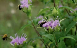 Wild Bergamot Bee Balm (Monarda Fistulosa) - 1 Gallon Pot 13 Wild Bergamot Bee Balm (Monarda Fistulosa) - 1 Gallon Pot -Wilson Bros Gardens monarda fistulosa wild bergamont bee balm 17