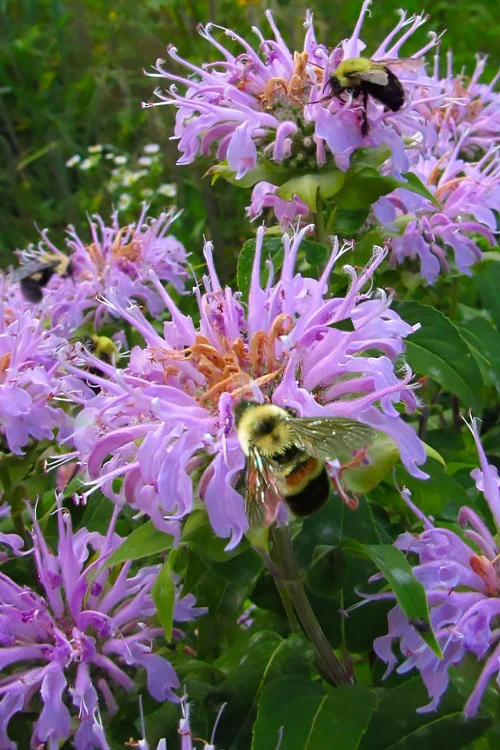 Wild Bergamot Bee Balm (Monarda Fistulosa) - 1 Gallon Pot 1 Wild Bergamot Bee Balm (Monarda Fistulosa) - 1 Gallon Pot