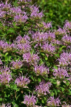 Wild Bergamot Bee Balm (Monarda Fistulosa) - 1 Gallon Pot 15 Wild Bergamot Bee Balm (Monarda Fistulosa) - 1 Gallon Pot -Wilson Bros Gardens monarda fistulosa wild bergamont bee balm 5
