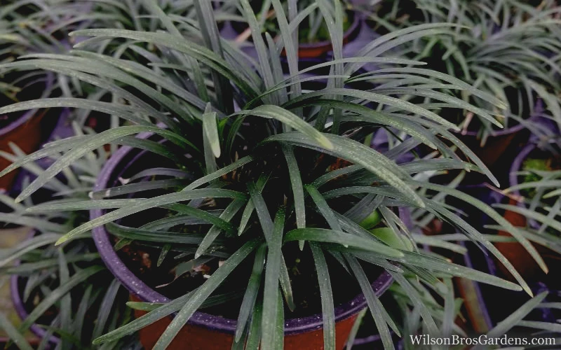 Kyoto Super Dwarf Mondo Grass - 3 Pack Of Pint Pots 4 Kyoto Super Dwarf Mondo Grass - 3 Pack Of Pint Pots - Image 4