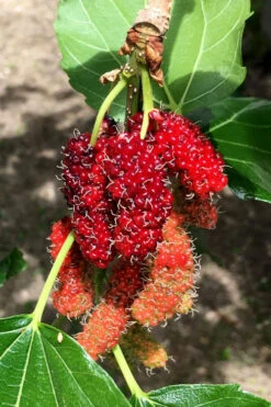 Red Mulberry Tree (Morus Rubra) - 5 Gallon Pot -Wilson Bros Gardens morus rubra red mulberry berries 12