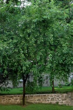 Red Mulberry Tree (Morus Rubra) - 5 Gallon Pot -Wilson Bros Gardens morus rubra red mulberry tree 1 2