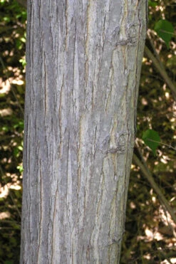 Red Mulberry Tree (Morus Rubra) - 1 Gallon Pot 15 Red Mulberry Tree (Morus Rubra) - 1 Gallon Pot -Wilson Bros Gardens morus rubra red mulberry trunk bark 1 1