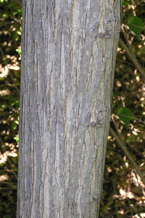 Red Mulberry Tree (Morus Rubra) - 1 Gallon Pot 7 Red Mulberry Tree (Morus Rubra) - 1 Gallon Pot - Image 7