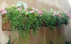 Creeping Wire Vine (Muehlenbeckia Axillaris) - 10 Pack Of Pint Pots -Wilson Bros Gardens muehlenbeckia axillaris creeping wire vine 100