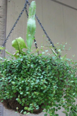 Creeping Wire Vine (Muehlenbeckia Axillaris) - 10 Pack Of Pint Pots -Wilson Bros Gardens muehlenbeckia axillaris creeping wire vine 101