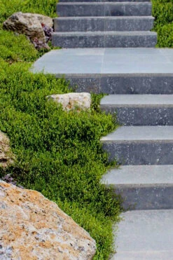 Creeping Wire Vine (Muehlenbeckia Axillaris) - 10 Pack Of Pint Pots -Wilson Bros Gardens muehlenbeckia axillaris creeping wire vine 102