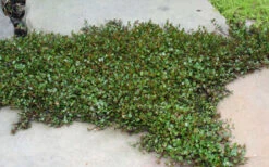 Little Leaf Creeping Wire Vine (Muehlenbeckia Axillaris 'Nana') - 10 Pack Of 4" Pots -Wilson Bros Gardens muehlenbeckia axillaris nana dwarf creeping wire vine 100 2