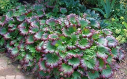 Crimson Fans Mukdenia 'Karasuba' - 1 Gallon Pot -Wilson Bros Gardens mukdenia rossii karasuba crimson fans 1