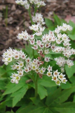 Crimson Fans Mukdenia 'Karasuba' - 1 Gallon Pot -Wilson Bros Gardens mukdenia rossii karasuba crimson fans 2