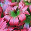Crimson Fans Mukdenia 'Karasuba' - 1 Gallon Pot