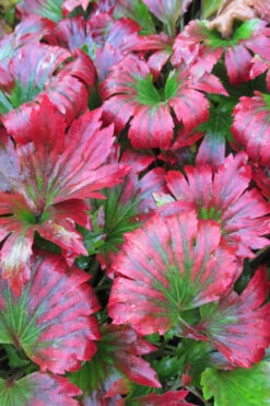 Crimson Fans Mukdenia 'Karasuba' - 1 Gallon Pot -Wilson Bros Gardens mukdenia rossii karasuba crimson fans 4