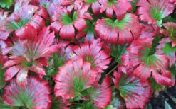 Crimson Fans Mukdenia 'Karasuba' - 1 Gallon Pot -Wilson Bros Gardens mukdenia rossii karasuba crimson fans 5