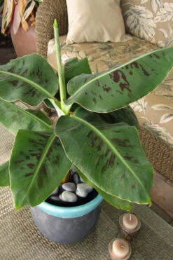 Truly Tiny Banana Tree (Musa) - 2 Gallon Pot -Wilson Bros Gardens musa truly tiny banana tree 2