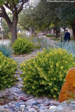 Dwarf Wax Myrtle (Myrica Pusilla) - 3 Gallon Pot -Wilson Bros Gardens myrica pusilla dwarf wax myrtle 1