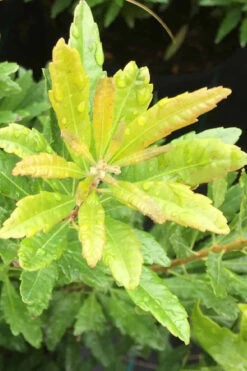 Dwarf Wax Myrtle (Myrica Pusilla) - 3 Gallon Pot -Wilson Bros Gardens myrica pusilla dwarf wax myrtle 3