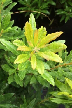 Dwarf Wax Myrtle (Myrica Pusilla) - 3 Gallon Pot -Wilson Bros Gardens myrica pusilla dwarf wax myrtle 4
