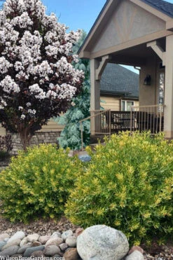 Dwarf Wax Myrtle (Myrica Pusilla) - 3 Gallon Pot