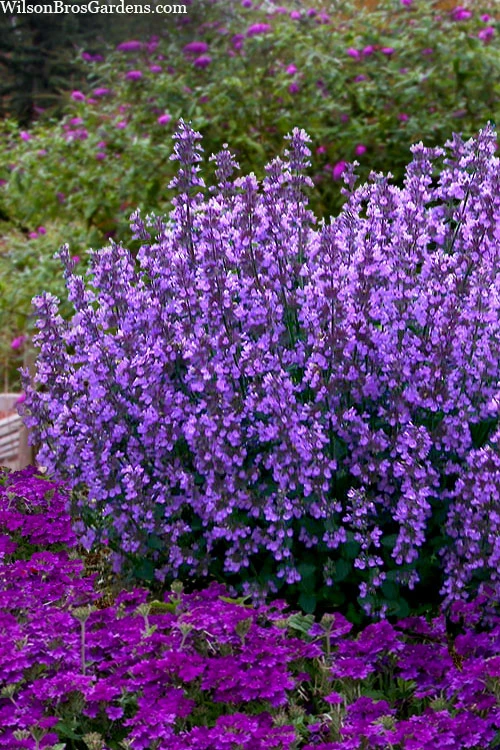 Cats Pajamas Catmint - 1 Gallon Pot 1 Cats Pajamas Catmint - 1 Gallon Pot