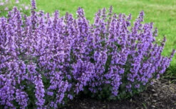 Cats Pajamas Catmint - 1 Gallon Pot 8 Cats Pajamas Catmint - 1 Gallon Pot -Wilson Bros Gardens nepeta cats pajamas catmint 4