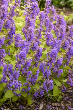 Chartreuse On The Loose Catmint (Nepeta) - 1 Gallon Pot -Wilson Bros Gardens nepeta chartreuse on the loose catmint 1