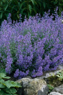 Kit Cat Catmint (Nepeta) - 1 Gallon Pot -Wilson Bros Gardens nepeta faassenii kit kat catmint 2