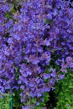 Kit Cat Catmint (Nepeta) - 1 Gallon Pot -Wilson Bros Gardens nepeta faassenii kit kat catmint 3