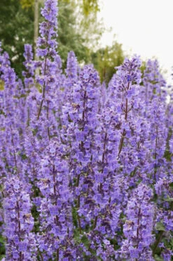Summer Magic Catmint (Nepeta Grandiflora) - 1 Gallon Pot 10 Summer Magic Catmint (Nepeta Grandiflora) - 1 Gallon Pot -Wilson Bros Gardens nepeta grandiflora summer magic catmint 3