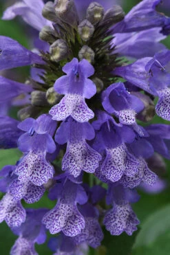 Blue Prelude Catmint (Nepeta) - 1 Gallon Pot 9 Blue Prelude Catmint (Nepeta) - 1 Gallon Pot -Wilson Bros Gardens nepeta prelude blue catmint 1