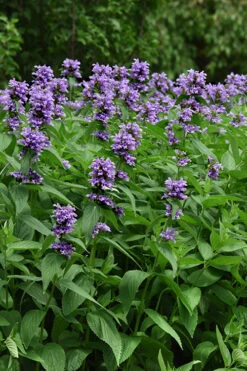 Blue Prelude Catmint (Nepeta) - 1 Gallon Pot 8 Blue Prelude Catmint (Nepeta) - 1 Gallon Pot -Wilson Bros Gardens nepeta prelude blue catmint 3