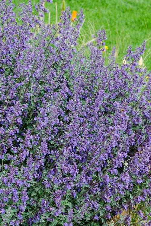 Six Hills Giant Catmint (Nepeta) - 5 Pack Of Quart Pots 6 Six Hills Giant Catmint (Nepeta) - 5 Pack Of Quart Pots - Image 6