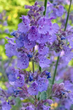 Six Hills Giant Catmint (Nepeta) - 5 Pack Of Quart Pots 17 Six Hills Giant Catmint (Nepeta) - 5 Pack Of Quart Pots -Wilson Bros Gardens nepeta six hills giant catmint 10