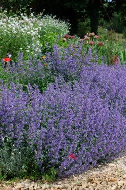 Six Hills Giant Catmint (Nepeta) - 5 Pack Of Quart Pots 15 Six Hills Giant Catmint (Nepeta) - 5 Pack Of Quart Pots -Wilson Bros Gardens nepeta six hills giant catmint 2