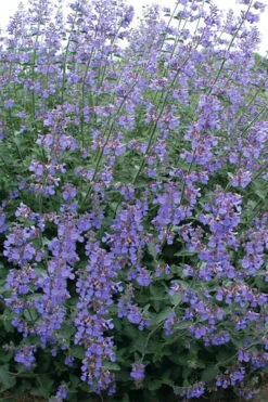 Six Hills Giant Catmint (Nepeta) - 5 Pack Of Quart Pots 12 Six Hills Giant Catmint (Nepeta) - 5 Pack Of Quart Pots -Wilson Bros Gardens nepeta six hills giant catmint 7