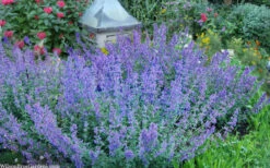 Six Hills Giant Catmint (Nepeta) - 5 Pack Of Quart Pots 13 Six Hills Giant Catmint (Nepeta) - 5 Pack Of Quart Pots -Wilson Bros Gardens nepeta six hills giant catmint 8