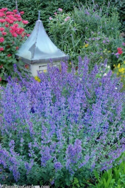 Six Hills Giant Catmint (Nepeta) - 5 Pack Of Quart Pots 16 Six Hills Giant Catmint (Nepeta) - 5 Pack Of Quart Pots -Wilson Bros Gardens nepeta six hills giant catmint 9