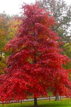 Black Gum Tupelo Tree (Nyssa Sylvatica) - 3 Gallon Pot
