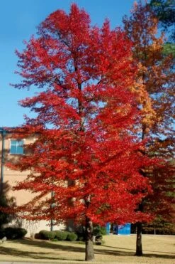 Black Gum Tupelo Tree (Nyssa Sylvatica) - 3 Gallon Pot 14 Black Gum Tupelo Tree (Nyssa Sylvatica) - 3 Gallon Pot -Wilson Bros Gardens nyssa sylvatica black gum tupelo tree 3